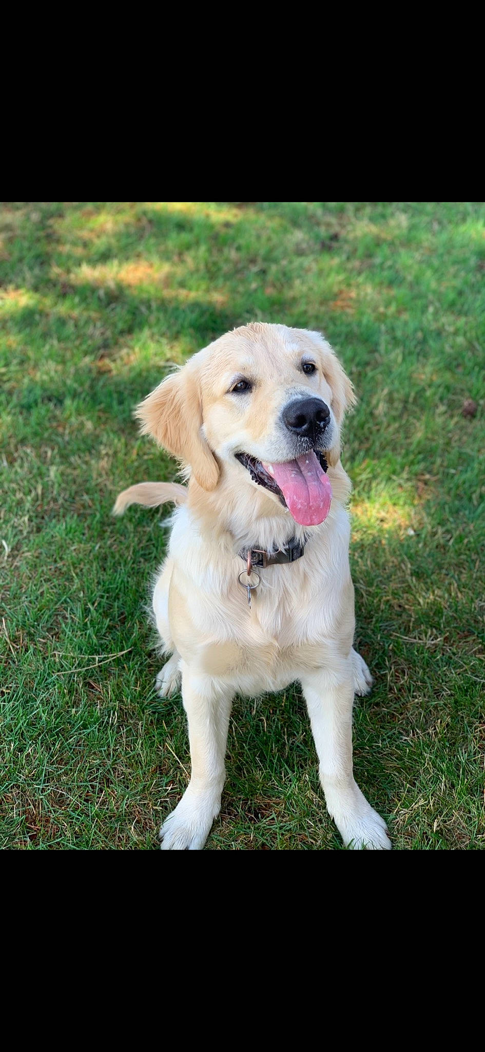 Buddy joined the competition — help win amazing prizes! blond, canidae, carnivore, collar, companion_dog, dog, dog_breed, dog_collar, fawn, fur, golden_retriever, grass_family, gun_dog, hunting_dog, labrador_retriever, retriever, skin, snout, sporting_group, working_animal