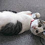 animal, cat, closeup, collar, curious, cute, feline, gray, indoor, kitten, lying_down, mouse_toy, pet, playful, relaxed, sofa, toy, whiskers, white, young_cat