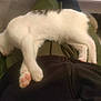animal, black_jacket, cat, clothing, comfort, cozy, cute, feline, floor, green_pants, home, indoor, lap, person, pet, pink_paws, relaxing, resting, sleeping, white_fur