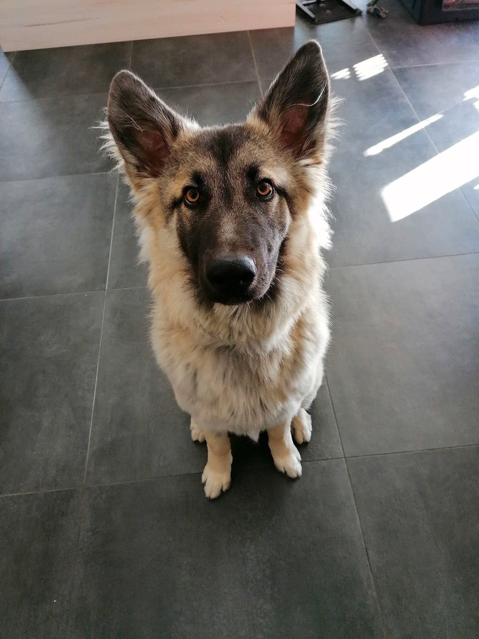 Pesto participe au concours pour gagner de l'argent avec cette photo : canidae, carnivore, collar, dog, dog_breed, fawn, floor, flooring, fur, snout, sporting_group, street_dog, tile, working_animal, working_dog