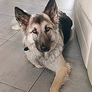 Pesto a rejoint le concours — aidez-le/la à gagner de superbes lots ! animal, canine, companion, couch, curious, dog, ears, eyes, floor, friendly, fur, home, indoor, laying, looking, muzzle, paw, pet, relaxed, tile