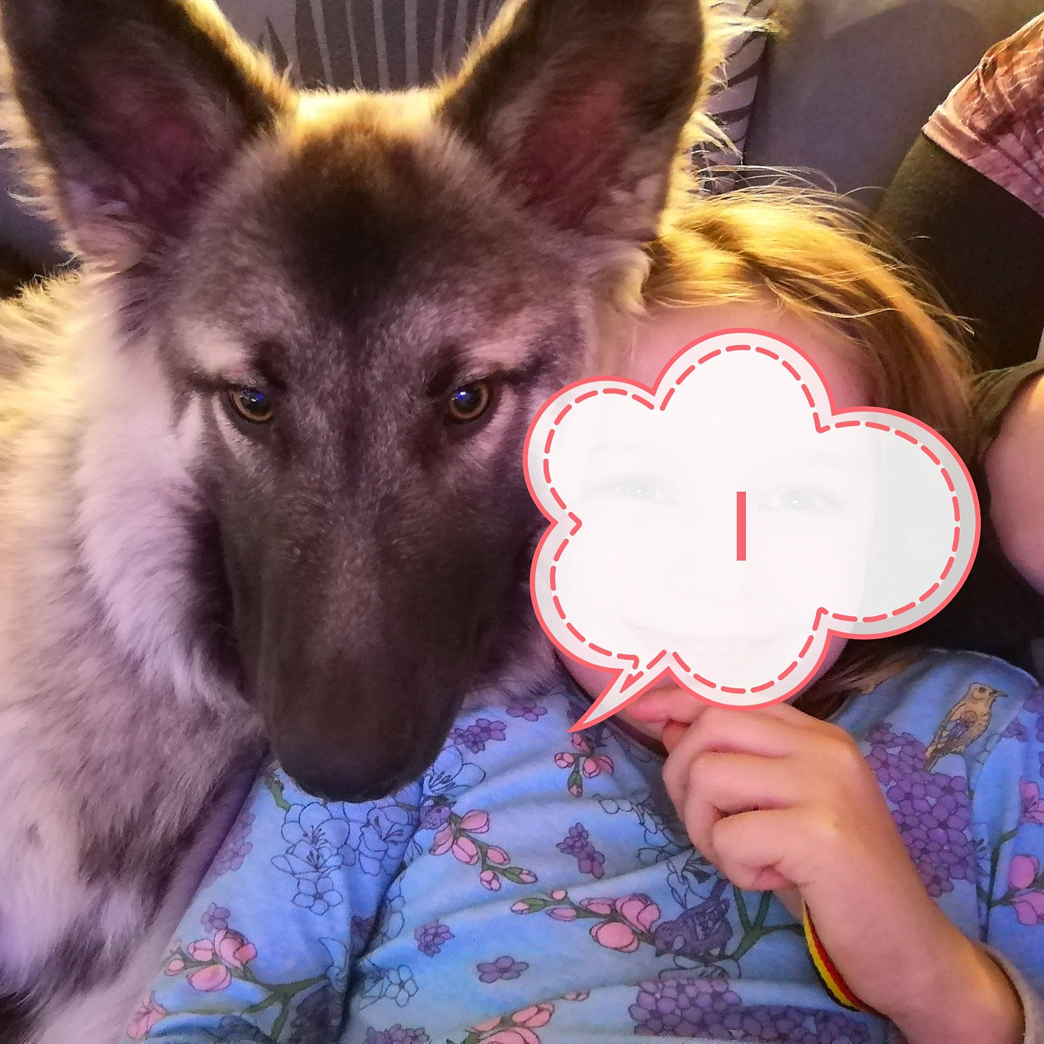 Pesto participe au concours pour gagner de l'argent avec cette photo : canidae, carnivore, dog, dog_breed, east_european_shepherd, german_shepherd_dog, heart, herding_dog, king_shepherd, love, paper_product, snout, working_dog