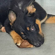Arrow a rejoint le concours — aidez-le/la à gagner de superbes lots ! animal, black_and_tan, chew_toy, close_up, cute, dog, domestic_animal, ears, eyes, floor, fur, german_shepherd, indoor, lying_down, paws, pet, puppy, resting, snout, young