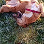 Leny participe au concours pour gagner de l'argent avec cette photo : dog, grass, frost, outdoor, pet, animal, playful, collar, canine, morning, sunlight, nature, happy, rolling, fur, tongue, paw, cold, daylight, playing