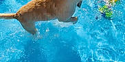 Bailey is registered to the contest to win money with this photo: dog, puppy, water, pool, blue, splashing, legs, feet, summer, playful, pet, animal, outdoor, sunlight, wet, small_dog, canine, recreation, fun, happy
