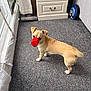 Bailey is registered to the contest to win money with this photo: dog, tan_dog, red_cup, carpet, indoor, curious, furniture, white_drawer, window, curtains, pet, animal, small_dog, snout, looking, floor, light, shadow, room, domestic