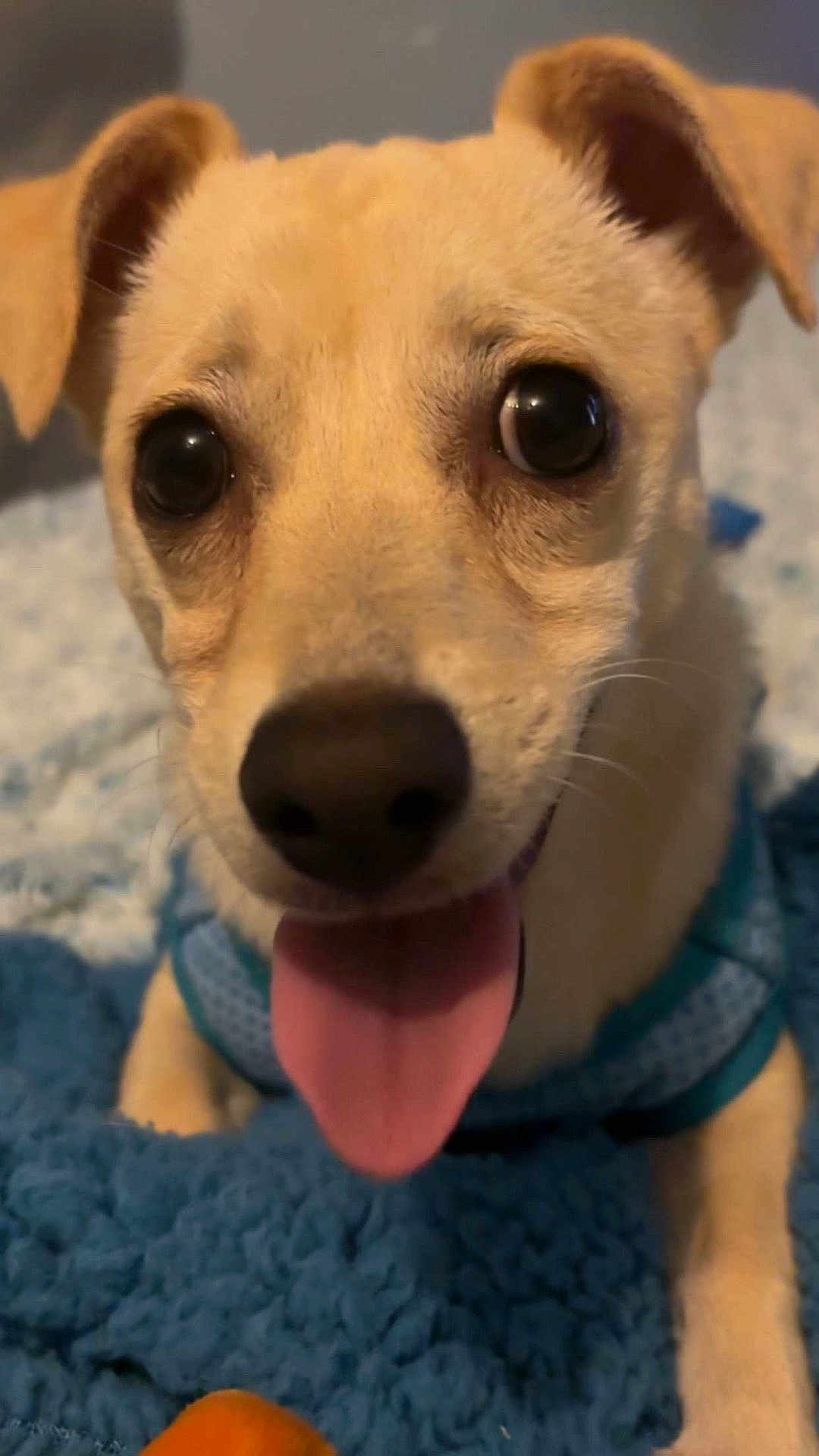 Bailey