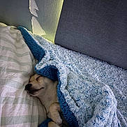 Bailey is registered to the contest to win money with this photo: dog, sleeping, blanket, pillow, bed, cozy, indoor, pet, resting, canine, fur, snuggling, comfort, home, cute, animal, relaxing, peaceful, soft, blue