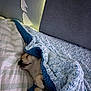 dog, sleeping, blanket, pillow, bed, cozy, indoor, pet, resting, canine, fur, snuggling, comfort, home, cute, animal, relaxing, peaceful, soft, blue