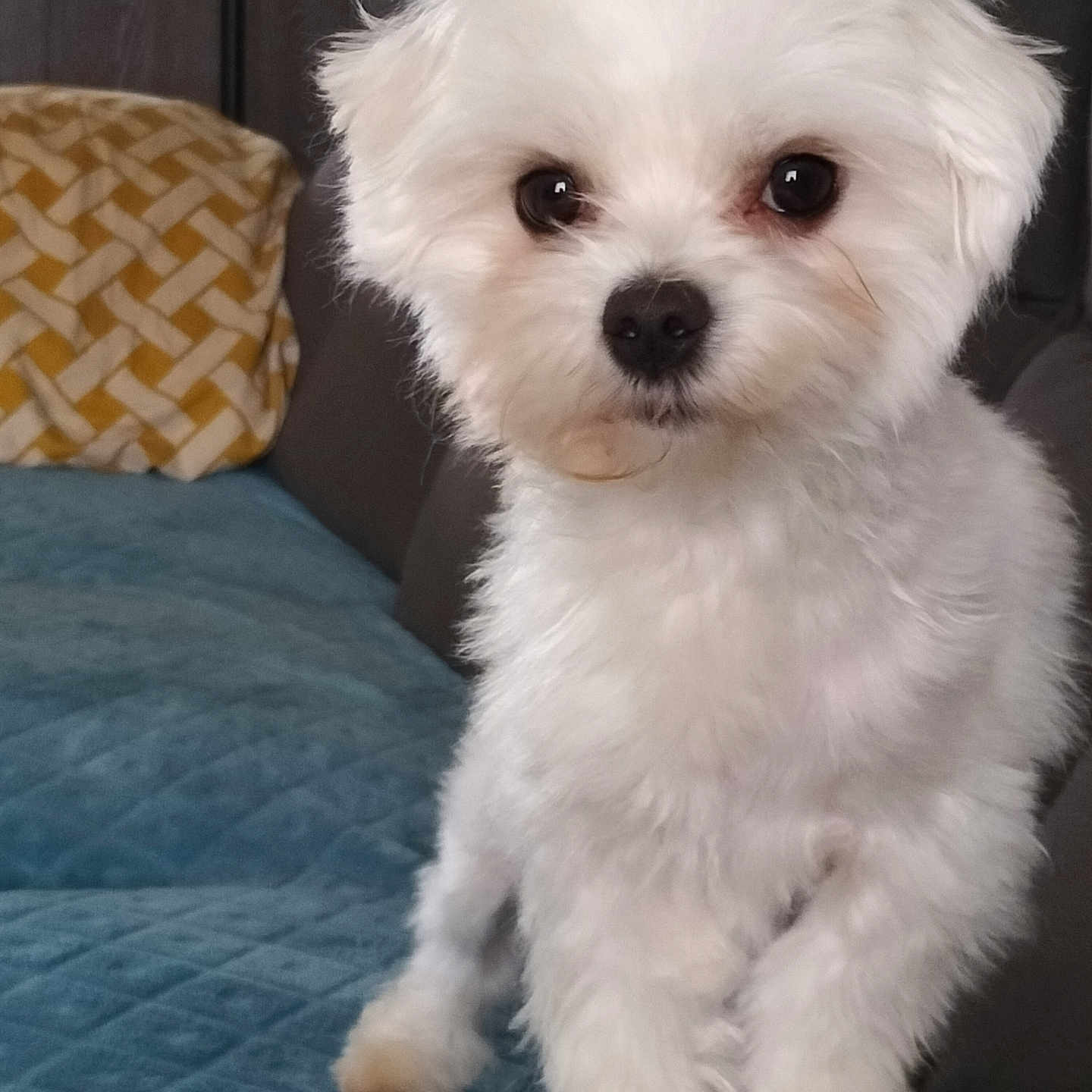 Titi