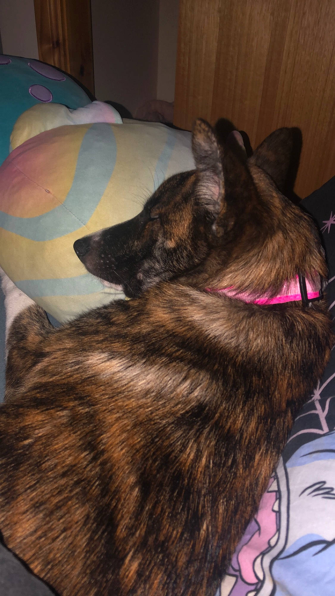 Aurora joined the competition — help win amazing prizes! black_cat, brown, carnivore, collar, comfort, companion_dog, dog_breed, domestic_short_haired_cat, ear, felidae, flooring, fur, liver, paw, small_to_medium_sized_cats, sporting_group, tail, terrestrial_animal, whiskers, working_animal