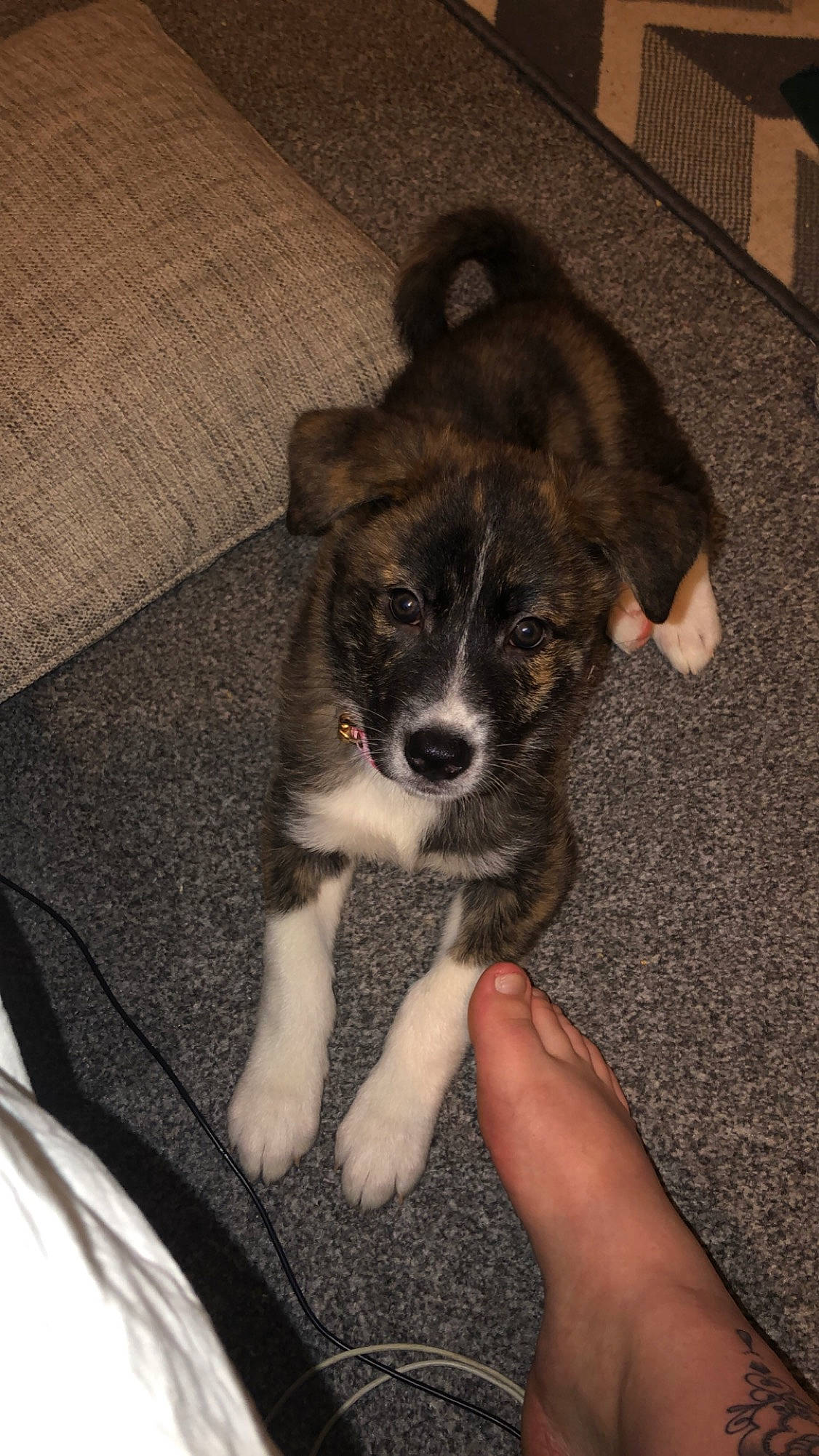 Aurora is registered to the contest to win money with this photo: canidae, carnivore, claw, companion_dog, dog, dog_breed, flooring, fur, non_sporting_group, paw, puppy, puppy_love, snout, sporting_group, tail, terrestrial_animal, toy_dog, whiskers, working_animal, working_dog