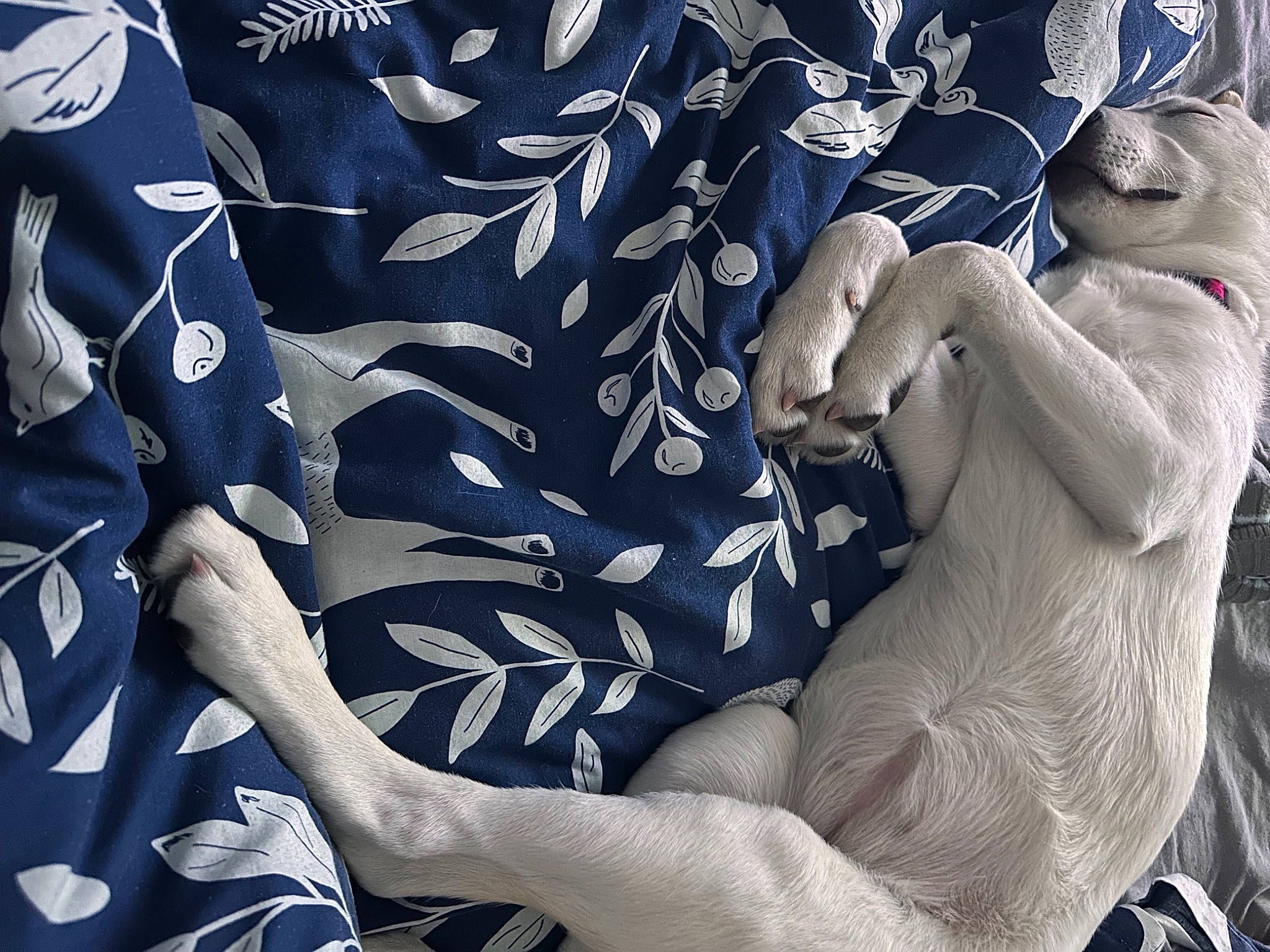 Widow joined the competition — help win amazing prizes! azure, blue, comfort, elbow, electric_blue, finger, flag_of_the_united_states, fur, gesture, human_leg, linens, nail, pattern, room, sleeve, textile, thigh, thumb, tree, wrist