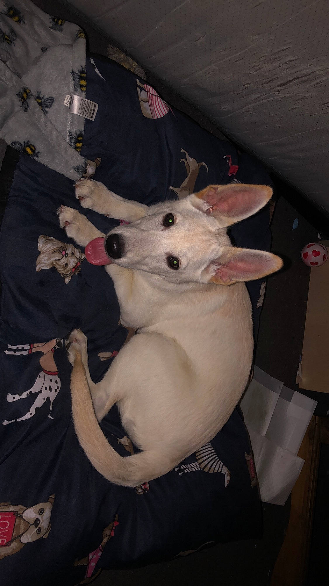 Widow is registered to the contest to win money with this photo: canidae, carmine, carnivore, collar, companion_dog, costume, dog, dog_breed, fawn, felidae, fur, guard_dog, non_sporting_group, small_to_medium_sized_cats, sporting_group, tail, whiskers, working_animal