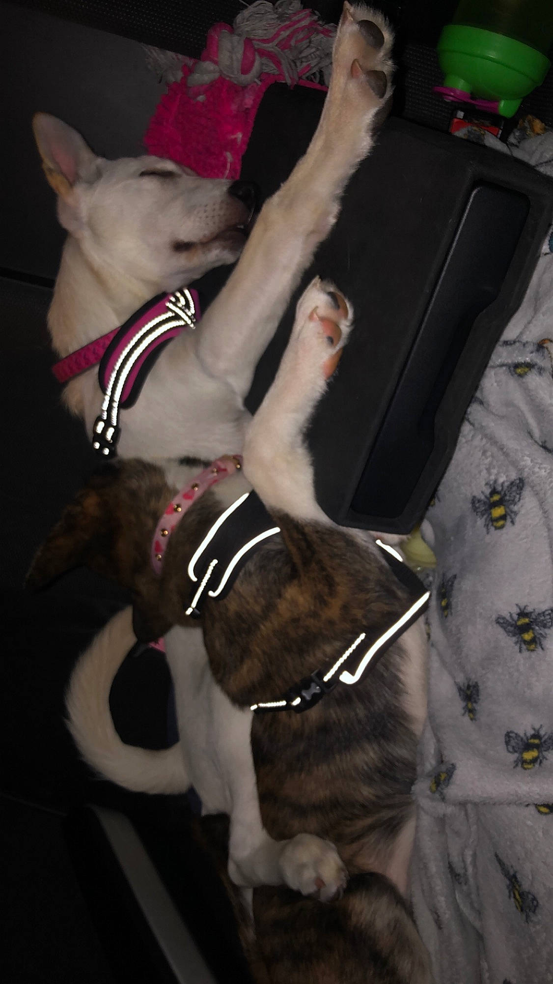 Widow is registered to the contest to win money with this photo: canidae, carnivore, chest, collar, companion_dog, dog, dog_breed, dog_collar, dog_supply, event, fawn, fur, leash, non_sporting_group, pet_supply, sporting_group, sportswear, tail, thigh, working_animal