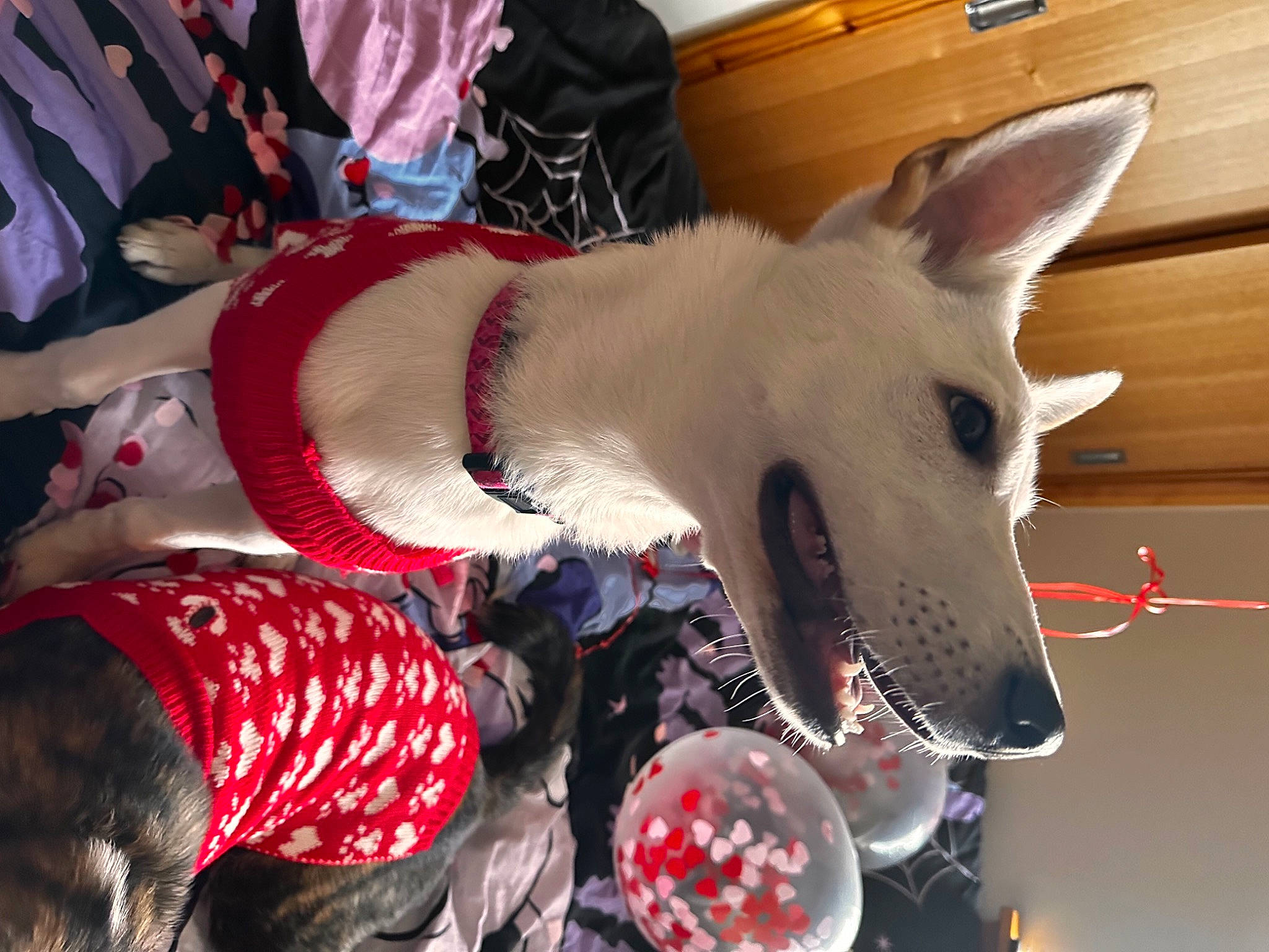 Widow is registered to the contest to win money with this photo: canidae, carmine, carnivore, collar, companion_dog, dog, dog_breed, dog_collar, dog_supply, event, fawn, fur, hardwood, non_sporting_group, party_hat, pet_supply, snout, sporting_group, whiskers, working_animal