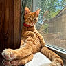 Kal-El is registered to the contest to win money with this photo: cat, orange_tabby, windowsill, sunlight, paws, relaxed, indoor, curtain, window, screen, green, wood, fur, pet, animal, daylight, resting, whiskers, tail, closeup