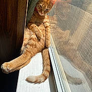 Kal-El joined the competition — help win amazing prizes! cat, ginger_cat, window, reflection, curtain, sunlight, relaxed, pet, indoor, animal, feline, orange_fur, resting, domestic_cat, whiskers, tail, paw, windowsill, screen, cozy