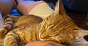 Kal-El is registered to the contest to win money with this photo: cat, orange_tabby, sleeping, pet, hand, lap, living_room, couch, pillow, blanket, scratching_post, floor, person, relaxation, indoor, comfort, furniture, cozy, warm_lighting, domestic