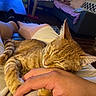 cat, orange_tabby, sleeping, pet, hand, lap, living_room, couch, pillow, blanket, scratching_post, floor, person, relaxation, indoor, comfort, furniture, cozy, warm_lighting, domestic