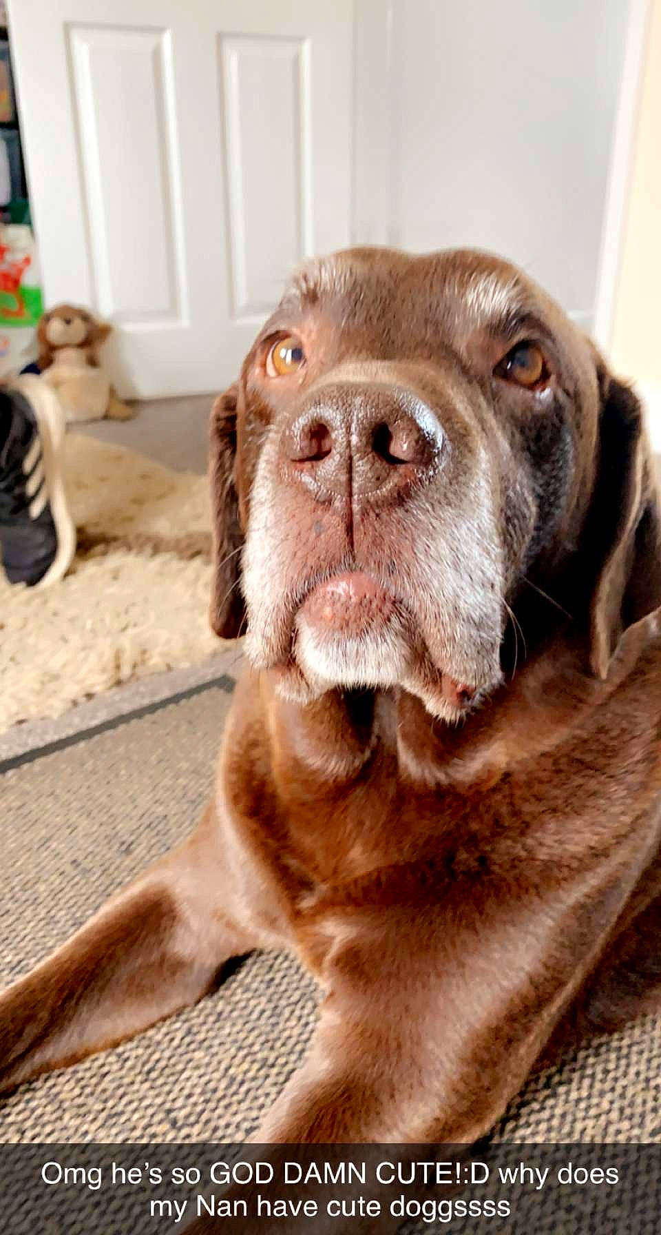 Arnie is registered to the contest to win money with this photo: carnivore, collar, companion_dog, dog, dog_breed, dog_collar, fawn, fur, gun_dog, hunting_dog, liver, molosser, non_sporting_group, snout, sporting_group, terrestrial_animal, whiskers, working_animal, working_dog, wrinkle