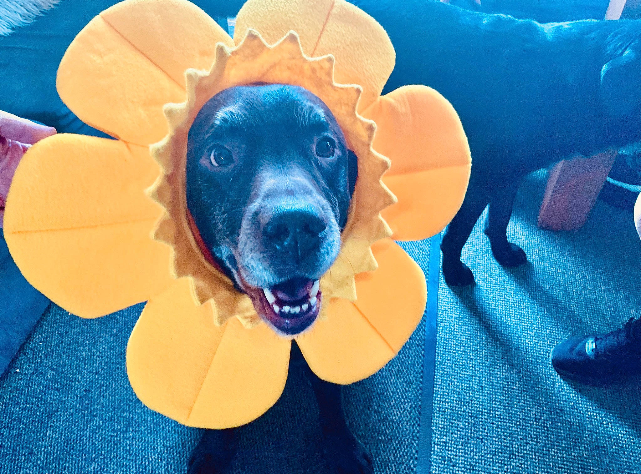 Arnie is registered to the contest to win money with this photo: art, azure, blue, canidae, carnivore, circle, companion_dog, dog, dog_breed, dog_supply, drawing, electric_blue, fawn, fun, guard_dog, paint, snout, sporting_group, toy_dog, working_animal