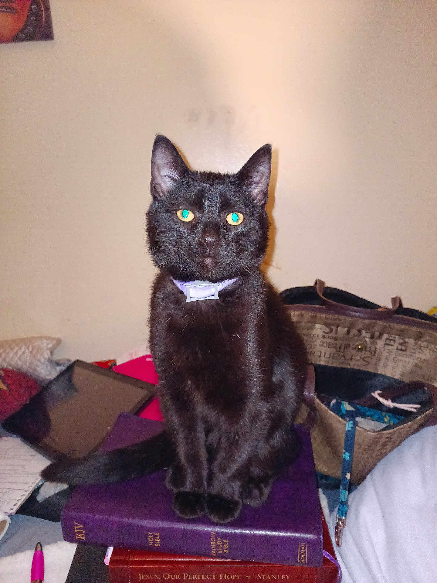 King Jc joined the competition — help win amazing prizes! cat, black_cat, pet, collar, books, bible, tablet, purse, pen, indoor, feline, sitting, clutter, domestic_animal, curious, animal, furry, whiskers, ears, tail