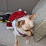 Autumn joined the competition — help win amazing prizes! animal, beige, costume, couch, cute, dog, domestic_animal, fabric, fur, indoors, leash, looking_away, pet, pillow, red_outfit, relaxed, resting, side_view, small_dog, soft_texture
