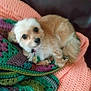 Autumn joined the competition — help win amazing prizes! animal, blanket, brown, collar, comfort, cozy, crochet, cute, dog, fluffy, fur, home, indoor, knit, looking_up, lying_down, pet, resting, small_dog, soft