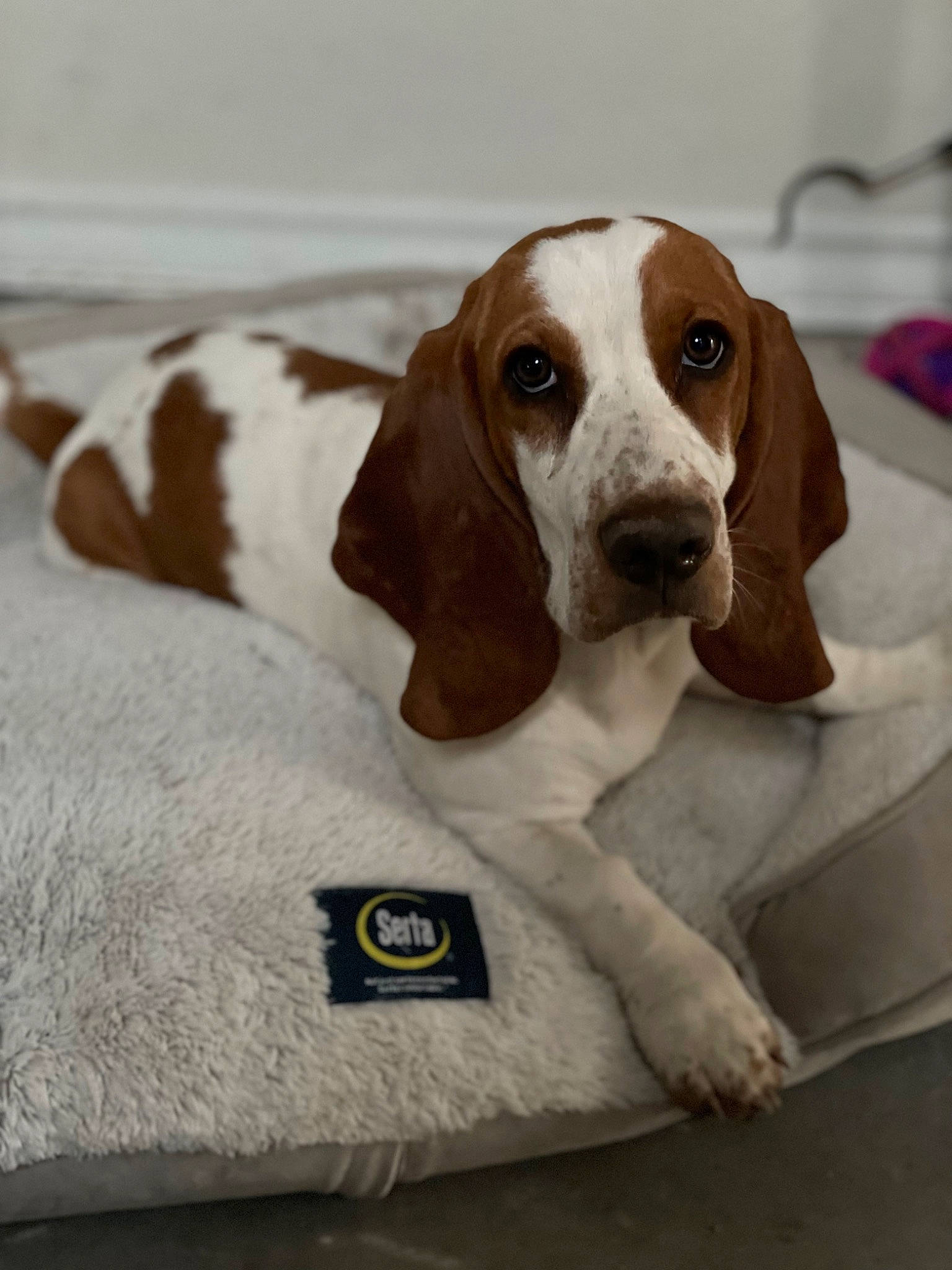 Nala is registered to the contest to win money with this photo: canidae, carnivore, comfort, companion_dog, dog, dog_breed, fawn, hound, hunting_dog, liver, snout, sporting_group, terrestrial_animal, working_animal