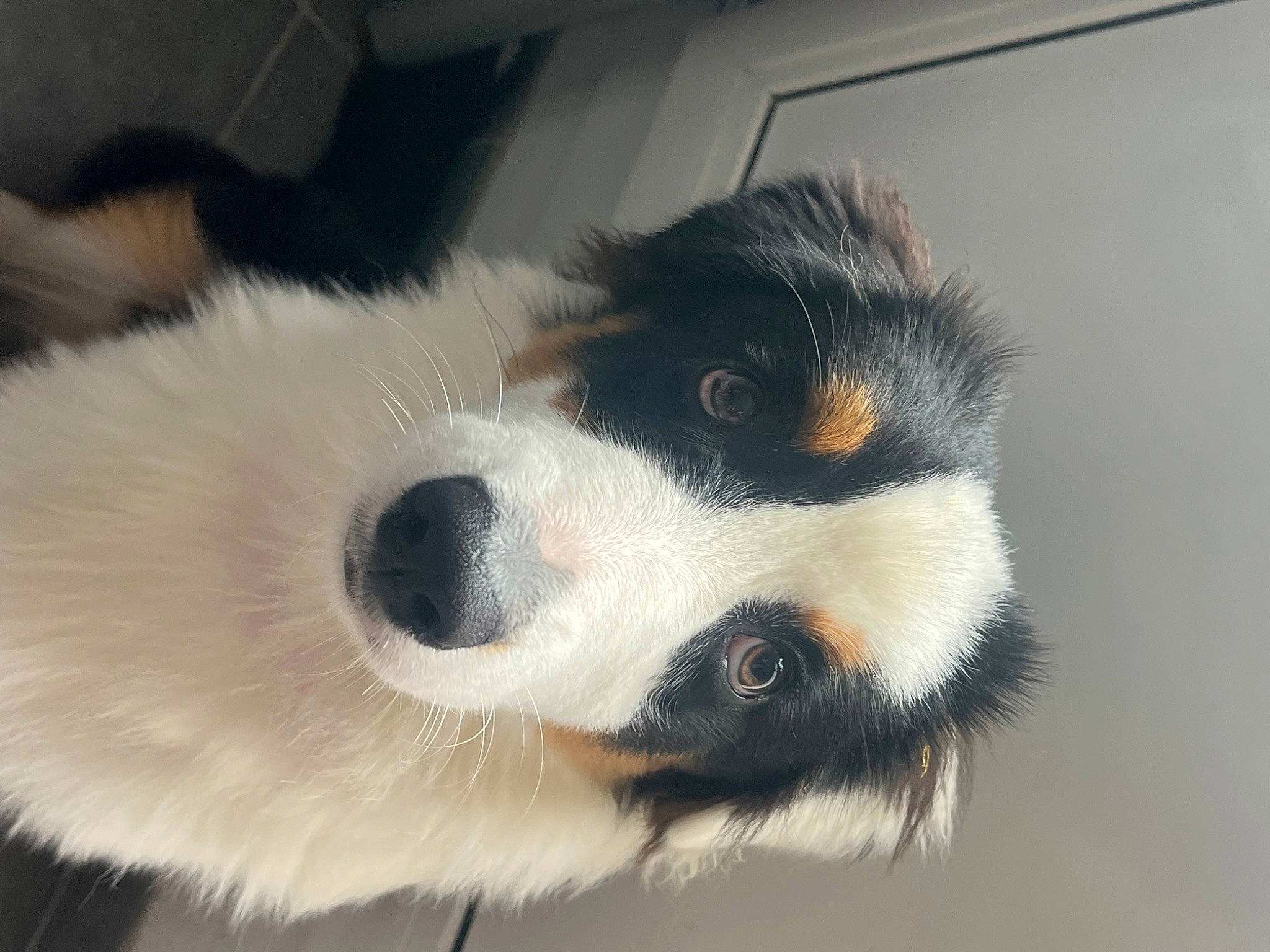 Yumï a rejoint le concours — aidez-le/la à gagner de superbes lots ! canidae, carnivore, claw, companion_dog, dog, dog_breed, fur, paw, puppy, snout, sporting_group, terrestrial_animal, whiskers, working_animal