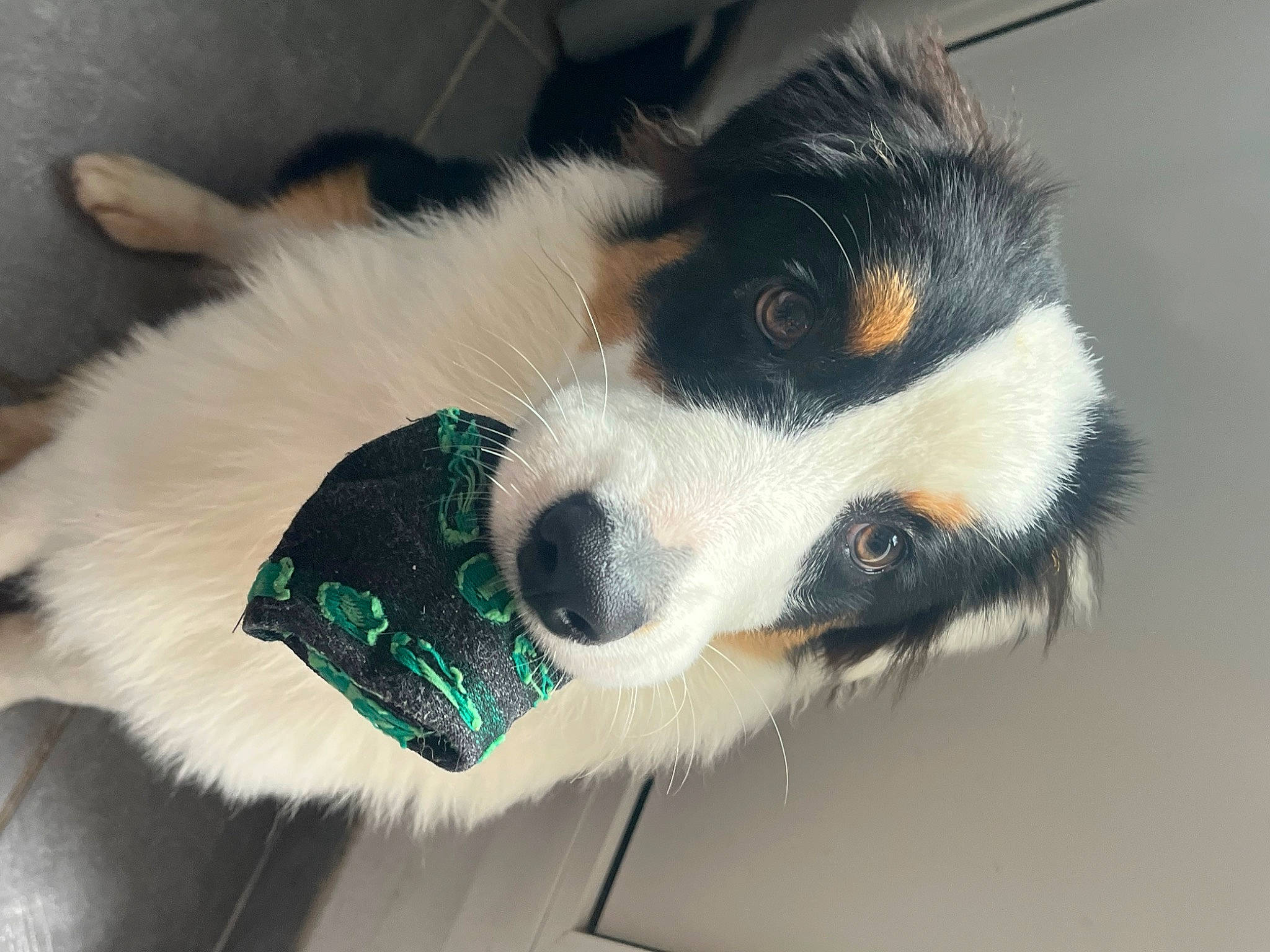 Yumï a rejoint le concours — aidez-le/la à gagner de superbes lots ! bernese_mountain_dog, canidae, carnivore, collar, companion_dog, dog, dog_breed, dog_supply, fur, herding_dog, paw, puppy, snout, sporting_group, tail, terrestrial_animal, toy_dog, whiskers, working_animal, working_dog