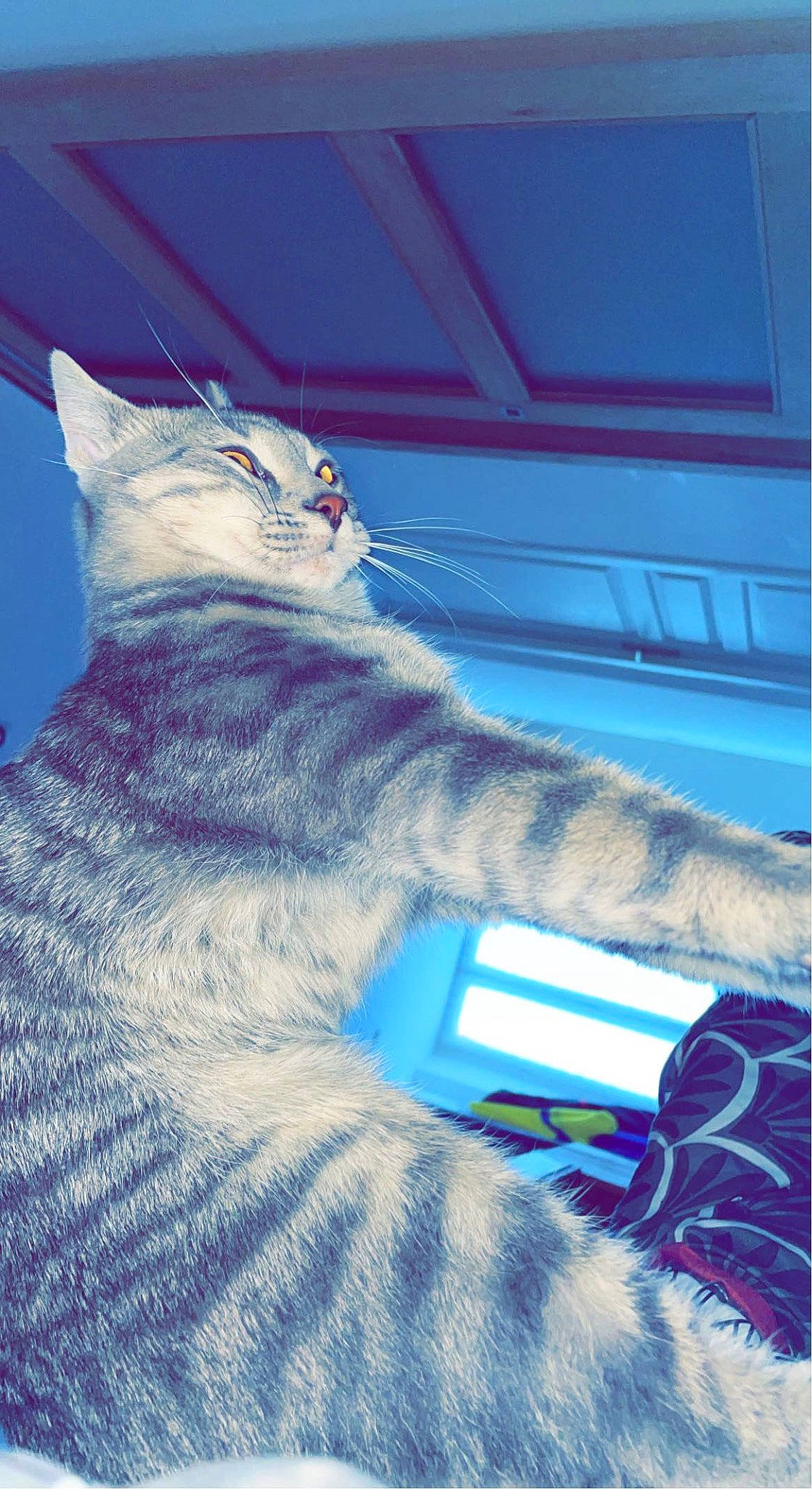 Socrat a rejoint le concours — aidez-le/la à gagner de superbes lots ! art, blue, carnivore, cat, claw, comfort, domestic_short_haired_cat, electric_blue, felidae, fur, grey, pattern, paw, small_to_medium_sized_cats, snout, tail, whiskers, window