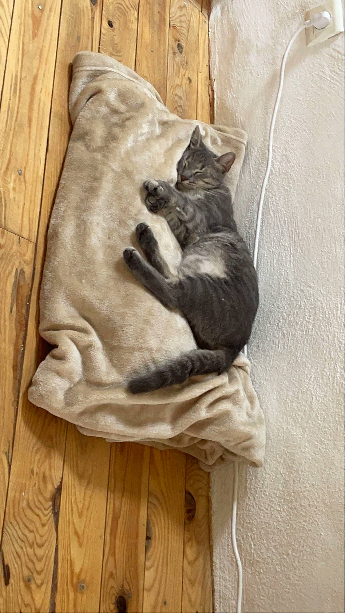 Socrat a rejoint le concours — aidez-le/la à gagner de superbes lots ! black_cat, canidae, carnivore, cat, comfort, domestic_short_haired_cat, fawn, felidae, flooring, fur, grey, hardwood, linens, nap, sitting, small_to_medium_sized_cats, snout, tail, whiskers, wood