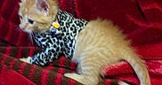 Coco is registered to the contest to win money with this photo: cat, kitten, ginger_cat, fluffy, pet, animal, leopard_print, clothing, bell, red_blanket, blanket, indoors, lying_down, sitting, tail, whiskers, ears, fur, cute, portrait