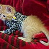 cat, kitten, ginger_cat, fluffy, pet, animal, leopard_print, clothing, bell, red_blanket, blanket, indoors, lying_down, sitting, tail, whiskers, ears, fur, cute, portrait