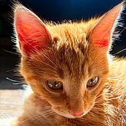 Coco joined the competition — help win amazing prizes! cat, kitten, ginger_cat, orange_fur, close_up, animal, pet, feline, whiskers, ears, eyes, nose, face, fur, sunlight, portrait, indoors, soft_light, curious, photography