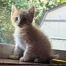Coco is registered to the contest to win money with this photo: kitten, cat, ginger_cat, fluffy, sitting, windowsill, window, indoors, sunlight, backlighting, greenery, shed, portrait, cute, whiskers, ears, fur, animal, home, yellow_object