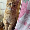 Coco joined the competition — help win amazing prizes! cat, kitten, ginger_cat, orange_tabby, pet, animal, sitting, window, indoors, portrait, cute, fur, whiskers, ears, paws, eyes, blanket, pink_blanket, wooden_floor, backyard
