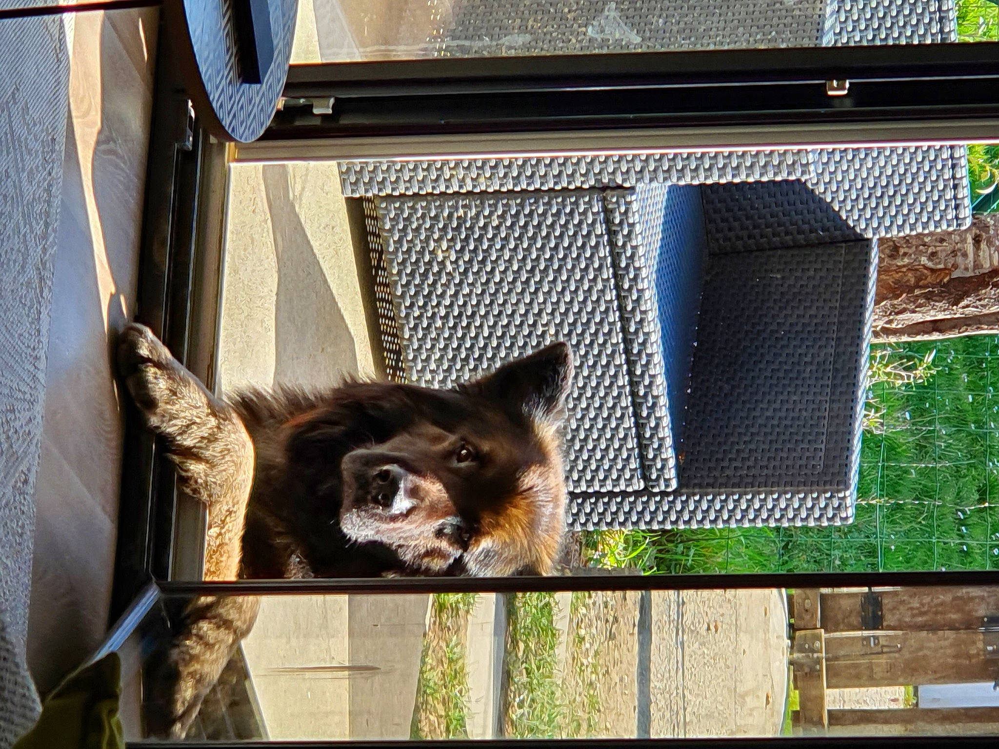 Matrix a rejoint le concours — aidez-le/la à gagner de superbes lots ! animal_shelter, cage, carnivore, dog_breed, fawn, felidae, fur, kennel, mammal, mesh, pet_supply, rectangle, small_to_medium_sized_cats, snout, sporting_group, tail, vertebrate, whiskers, window, wood