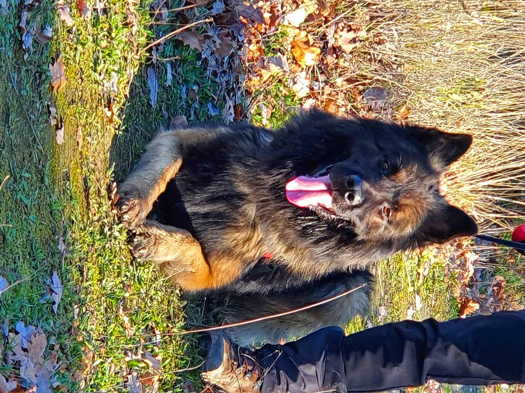 Matrix participe au concours pour gagner de l'argent avec cette photo : canidae, carnivore, cat, collar, companion_dog, dog, dog_breed, domestic_short_haired_cat, fawn, felidae, fur, grass, paw, plant, small_to_medium_sized_cats, snout, sporting_group, tail, terrestrial_animal, whiskers