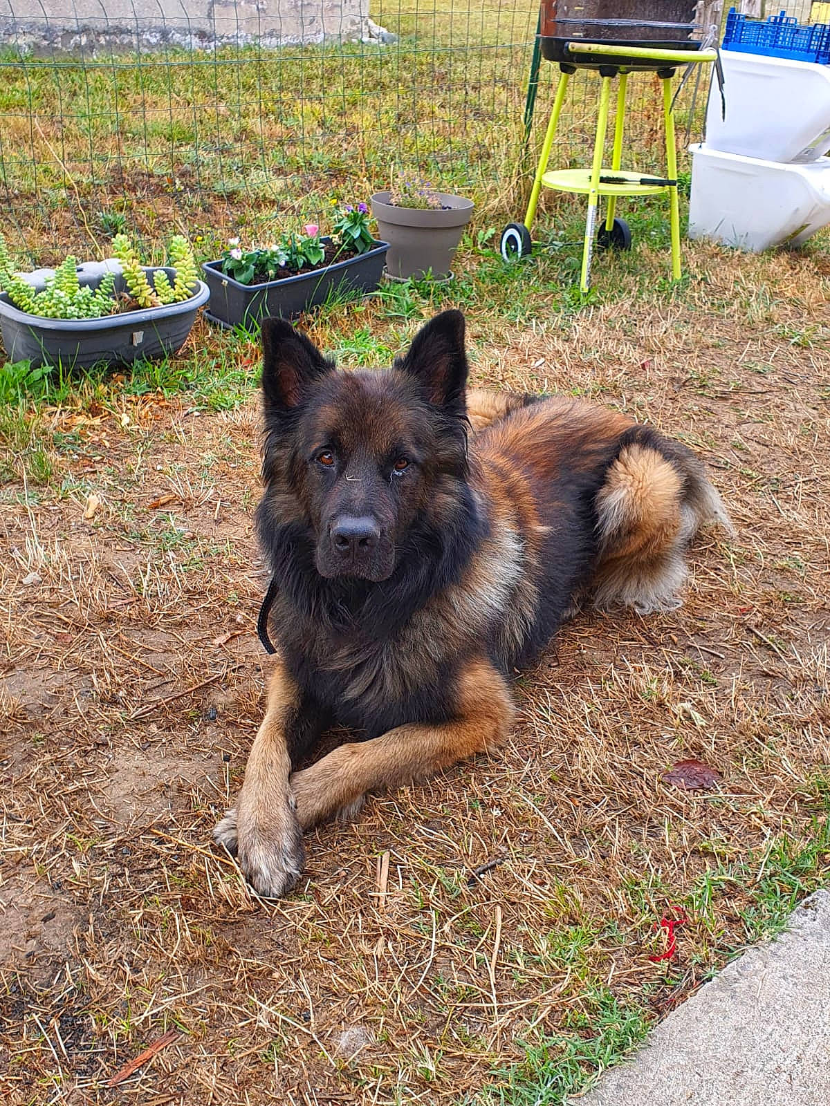 Matrix a rejoint le concours — aidez-le/la à gagner de superbes lots ! canidae, carnivore, chair, companion_dog, dog, dog_breed, east_european_shepherd, fawn, german_shepherd_dog, grass, guard_dog, herding_dog, king_shepherd, old_german_shepherd_dog, outdoor_furniture, plant, soil, sporting_group, working_animal, working_dog