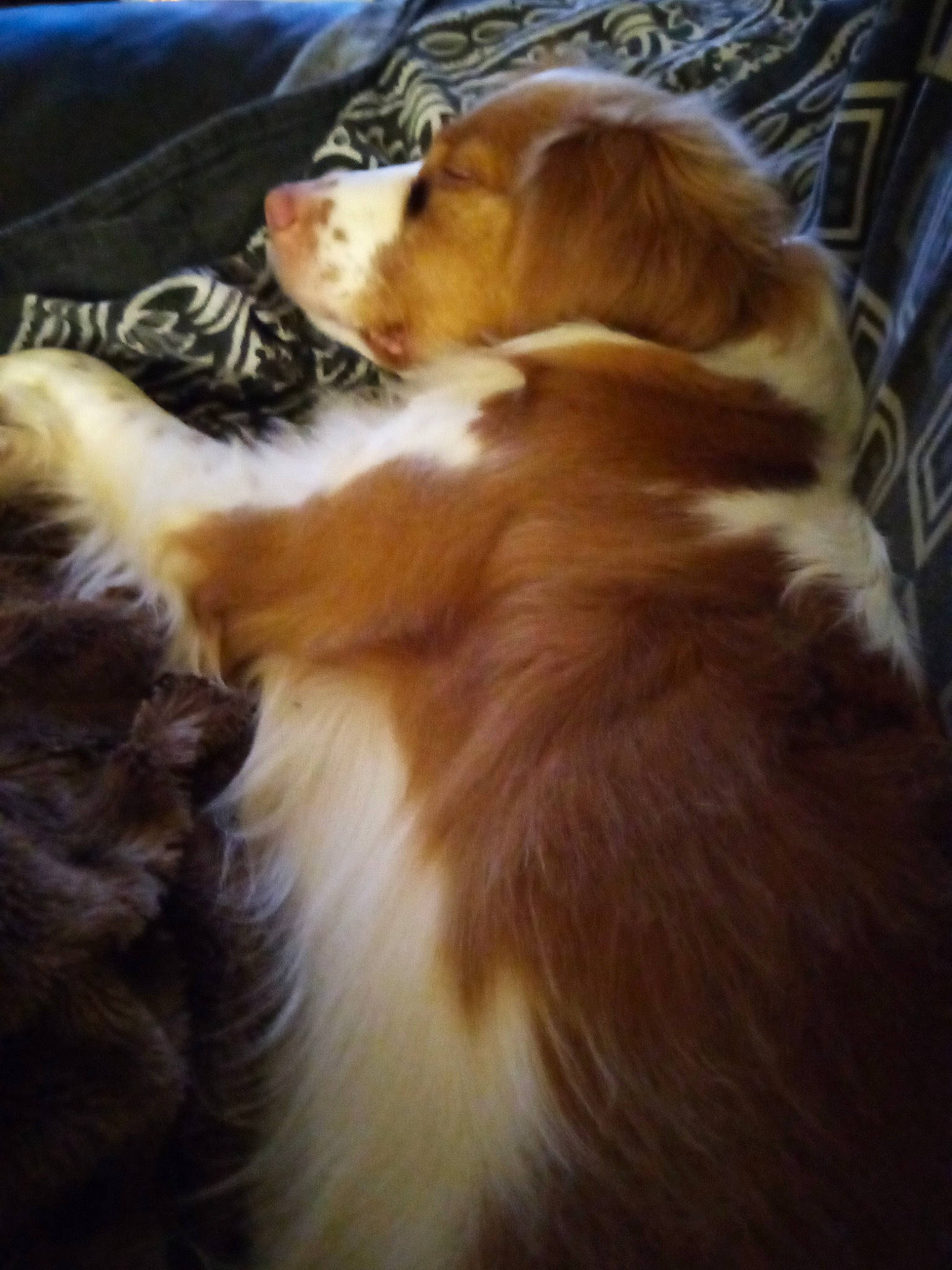 Gina participe au concours pour gagner de l'argent avec cette photo : carnivore, comfort, companion_dog, dog, dog_breed, fawn, felidae, flooring, fur, liver, mammal, paw, rough_collie, scotch_collie, shetland_sheepdog, sporting_group, tail, vertebrate, whiskers, wood