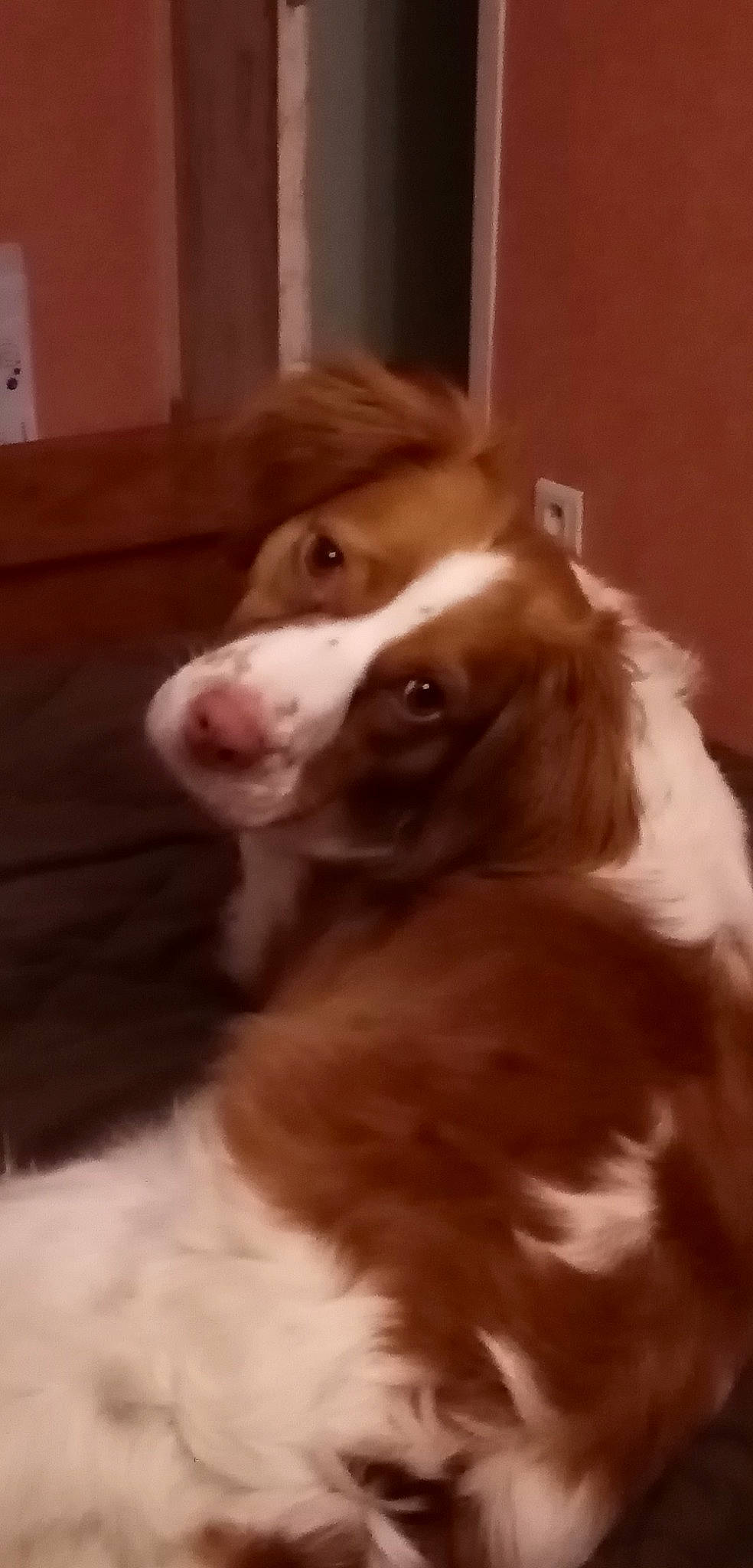 Gina a rejoint le concours — aidez-le/la à gagner de superbes lots ! canidae, carnivore, companion_dog, dog, dog_breed, ear, fawn, fur, gun_dog, irish_red_and_white_setter, liver, snout, spaniel, sporting_group, terrestrial_animal, whiskers, wood, working_animal, working_dog