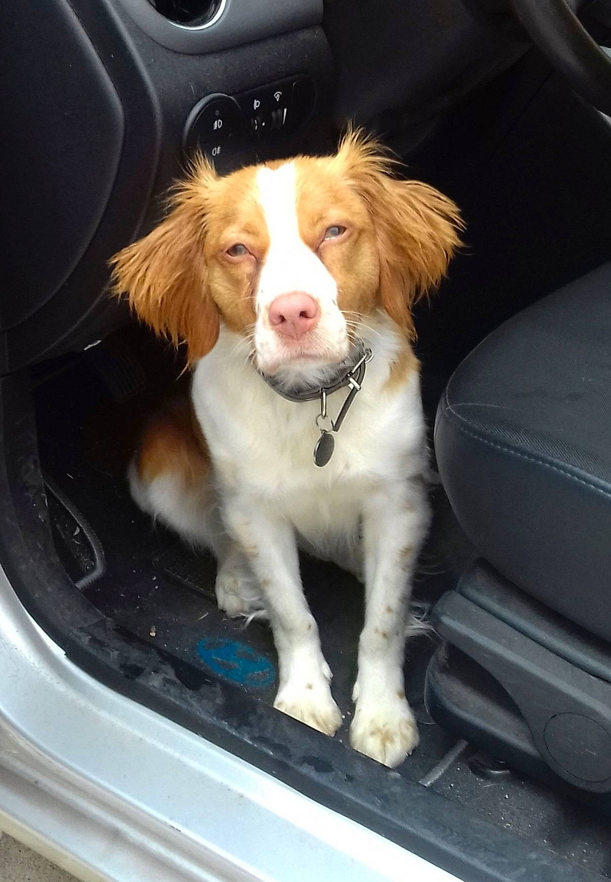 Gina a rejoint le concours — aidez-le/la à gagner de superbes lots ! auto_part, automotive_exterior, automotive_lighting, automotive_mirror, car, car_seat, car_seat_cover, carnivore, companion_dog, dog, dog_breed, door, liver, motor_vehicle, snout, vehicle, vehicle_door, whiskers, windshield, working_animal