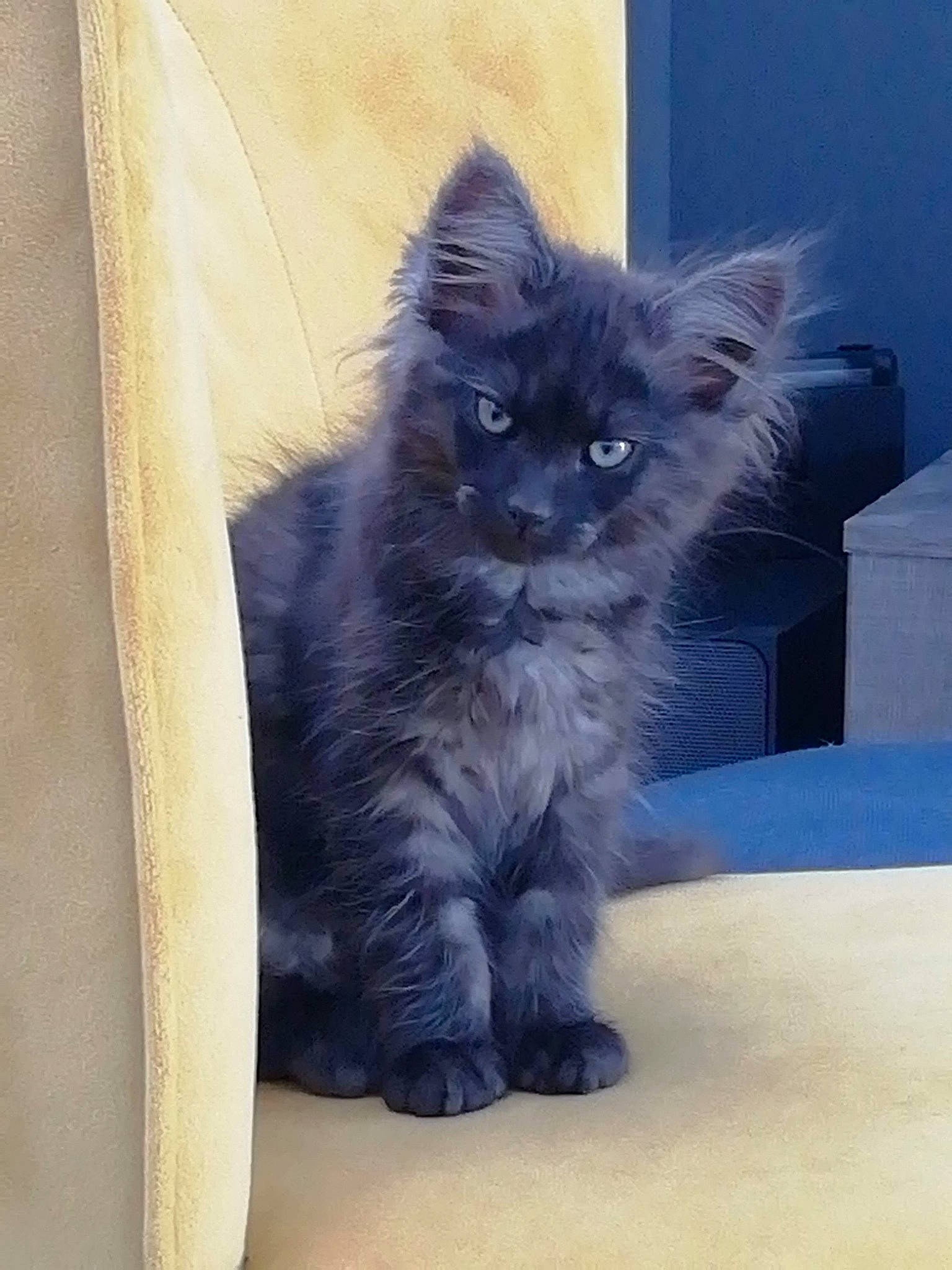 Meïzy a rejoint le concours — aidez-le/la à gagner de superbes lots ! asian_semi_longhair, black_cat, british_longhair, british_semi_longhair, carnivore, cat, domestic_long_haired_cat, eye, felidae, kitten, korat, maine_coon, mammal, nebelung, persian, ragamuffin, small_to_medium_sized_cats, snout, vertebrate, whiskers