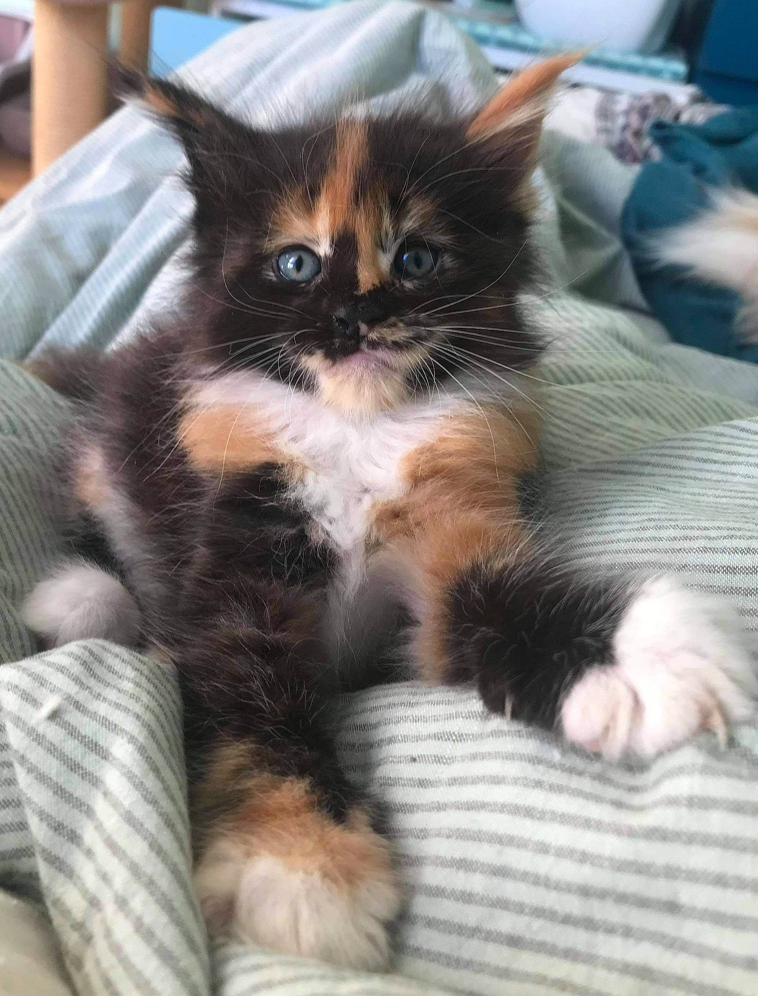 Sunshine participe au concours pour gagner de l'argent avec cette photo : carnivore, cat, cat_supply, claw, comfort, domestic_short_haired_cat, fawn, felidae, fur, lap, paw, sitting, small_to_medium_sized_cats, snout, tail, terrestrial_animal, whiskers