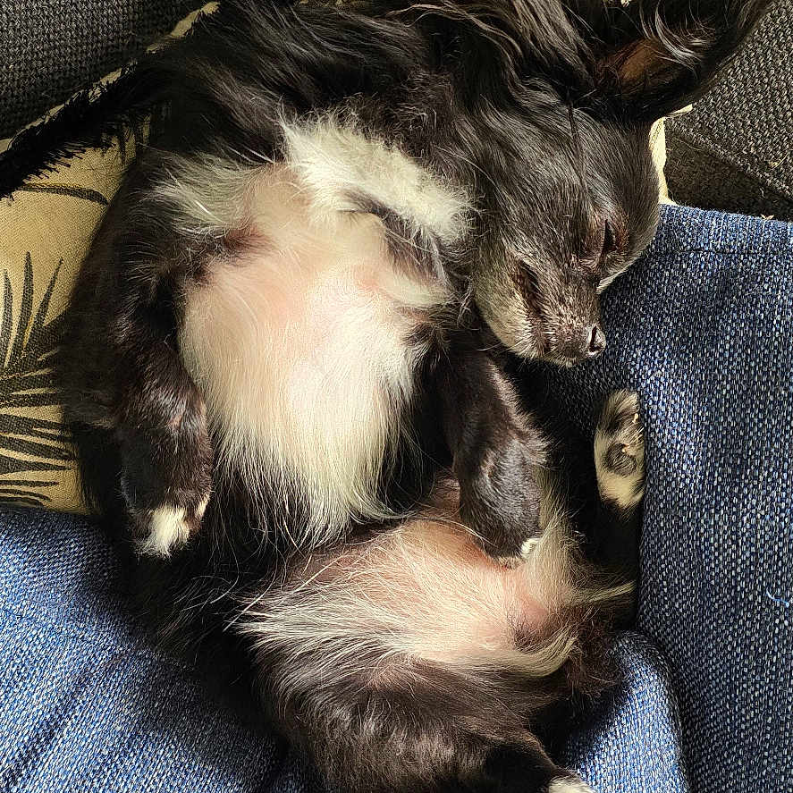 Swann participe au concours pour gagner de l'argent avec cette photo : animal, armchair, canine, cat, chair, clothing, couch, cushion, dog, face, furniture, head, homedecor, kitten, linen, manx, pants, person, pet, sleeping