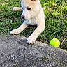 animal, concrete, cute, dog, domestic_animal, ears, fur, garden, grass, greenery, nature, outdoor, pet, playful, puppy, resting, side_view, sunlight, tennis_ball, young_dog