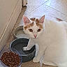 cat, white_cat, orange_spots, pet, water_bowl, food_bowl, cat_food, paw_in_water, curious, indoor, tile_floor, cabinet, animal, feline, domestic_cat, floor, kibble, looking_up, mischievous, pet_care